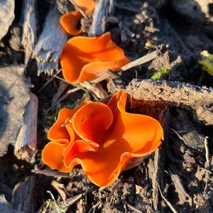 Orange Peel Fungus