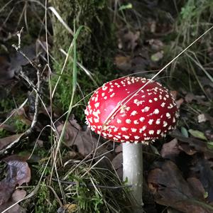 Fly Agaric