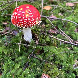 Fly Agaric