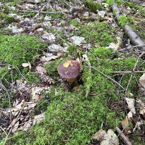 Bay Bolete