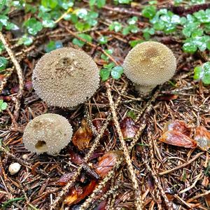 Gem-studded Puffball