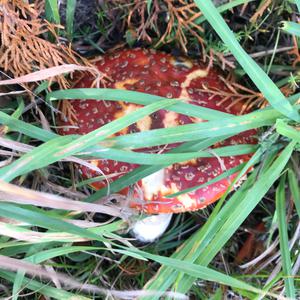 Fly Agaric