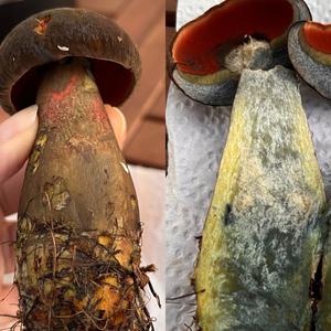 Dotted-stem Bolete