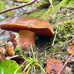 Dotted-stem Bolete