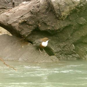 White-throated Dipper