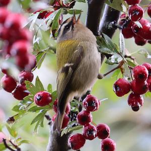 Firecrest