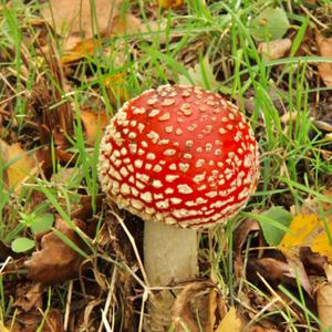 Fly Agaric