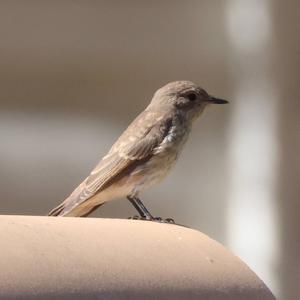 Spotted Flycatcher