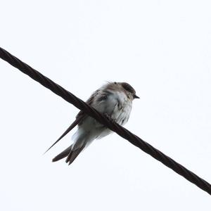 Sand Martin