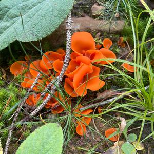 Orange Peel Fungus