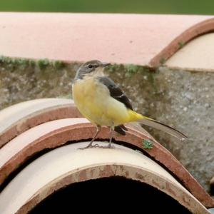 Grey Wagtail