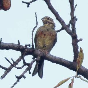 Cirl Bunting