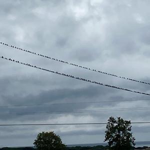 Common Starling