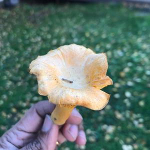 Chanterelle, Common