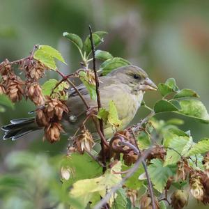 European Greenfinch