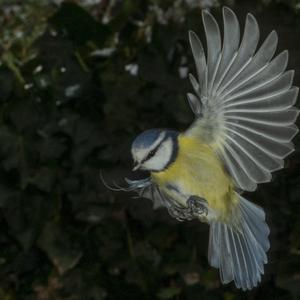 Blue Tit