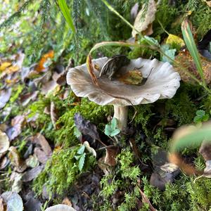 Cloudy Clitocybe