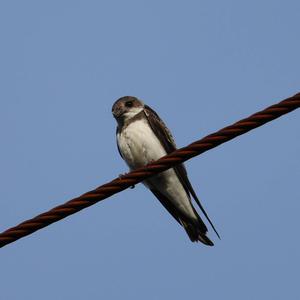 Sand Martin