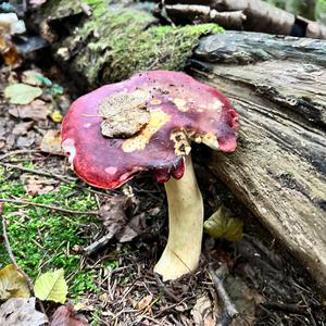 Shellfish-scented Russula