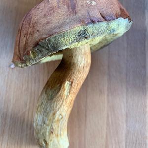 Bay Bolete