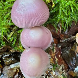 Pink Mycena