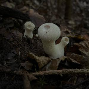 Gem-studded Puffball