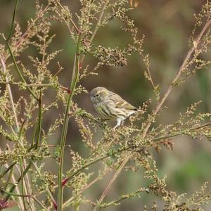 European Serin