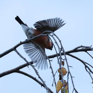 Eurasian Bullfinch