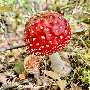 Fly Agaric