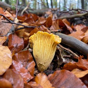 Chanterelle, Common