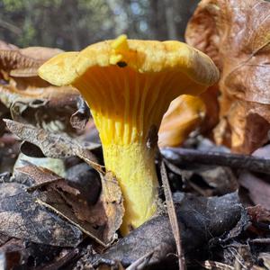 Chanterelle, Common