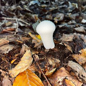 Gem-studded Puffball