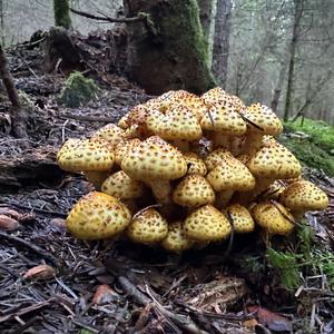 Golden Pholiota