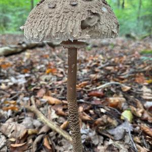 Parasol Mushroom