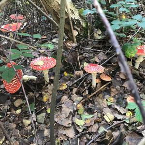 Fly Agaric