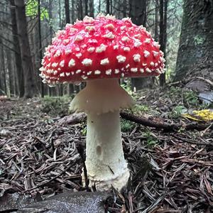 Fly Agaric