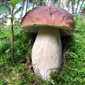 King Bolete