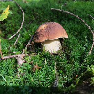 King Bolete