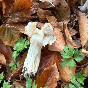 Fluted White Helvella