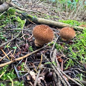 Brown Puffball