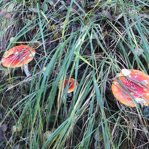 Fly Agaric