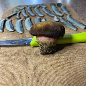 Dotted-stem Bolete