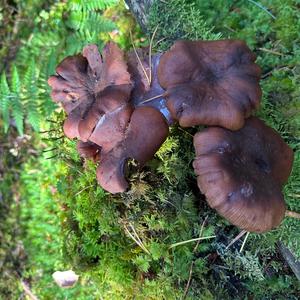 Camphor-scented Milk-cap