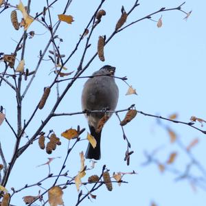 Eurasian Bullfinch