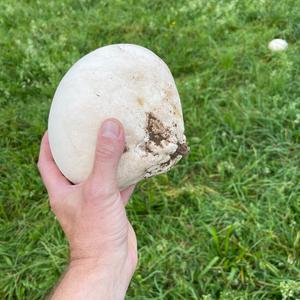 Giant Puffball