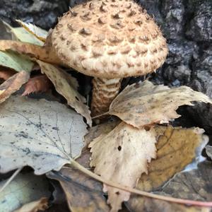 Golden Pholiota