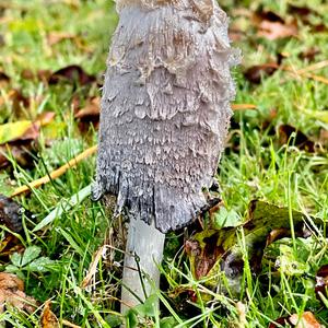 Shaggy Mane