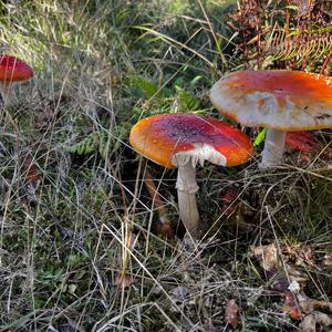 Fly Agaric