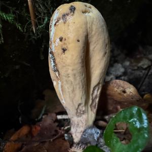 Pestle-shaped Coral