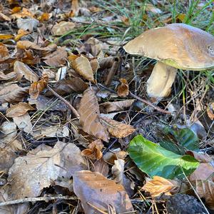 King Bolete